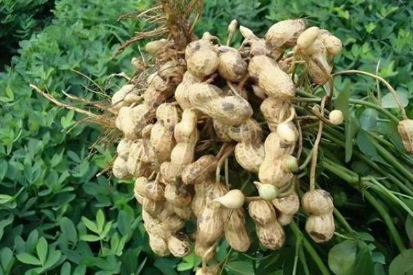 花生的施肥方法，不同生长阶段的施肥方法不同