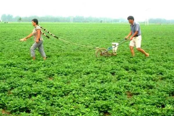 花生的施肥方法，不同生长阶段的施肥方法不同