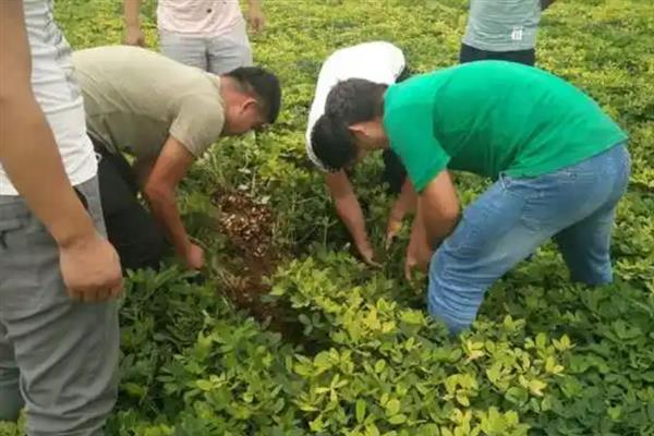 花生的施肥方法，不同生长阶段的施肥方法不同