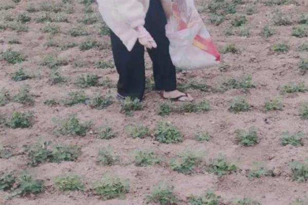花生的施肥方法，不同生长阶段的施肥方法不同