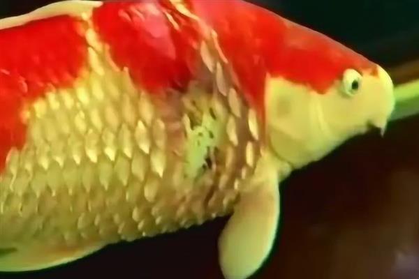 锦鲤炸鳞的原因，是由点状假单胞菌感染引起的