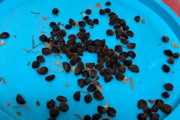 怎么种牵牛花种子，播种前需先进行催芽处理