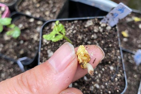 怎么种牵牛花种子，播种前需先进行催芽处理