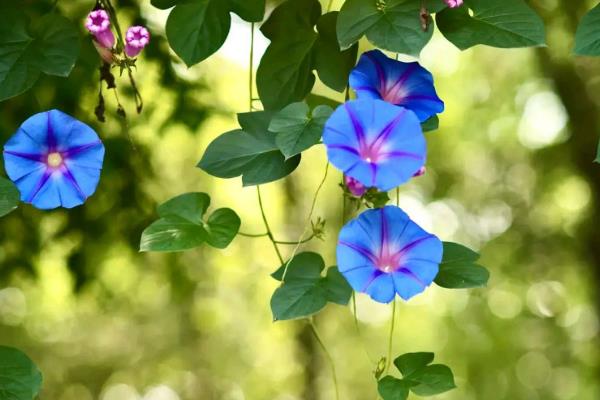 怎么种牵牛花种子，播种前需先进行催芽处理