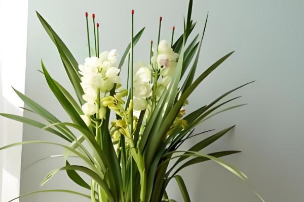 哪些盆栽花卉适合在冬天种植,君子兰、大花蕙兰等品种可供选择