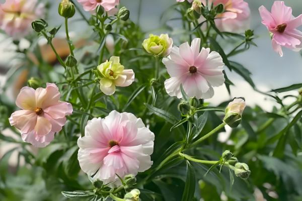 哪些盆栽花卉适合在冬天种植,君子兰、大花蕙兰等品种可供选择