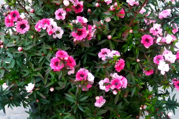 哪些盆栽花卉适合在冬天种植,君子兰、大花蕙兰等品种可供选择