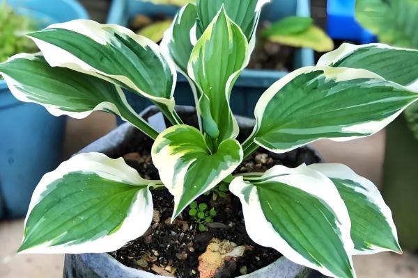 哪些盆栽花卉适合在冬天种植,君子兰、大花蕙兰等品种可供选择