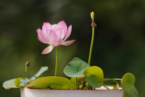 哪些盆栽花卉适合在冬天种植,君子兰、大花蕙兰等品种可供选择