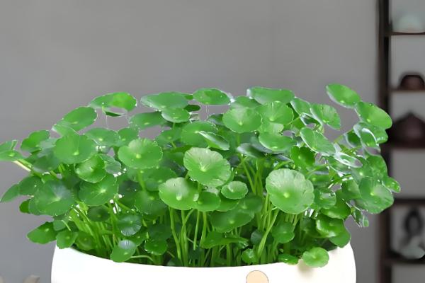 哪些盆栽花卉适合在冬天种植,君子兰、大花蕙兰等品种可供选择