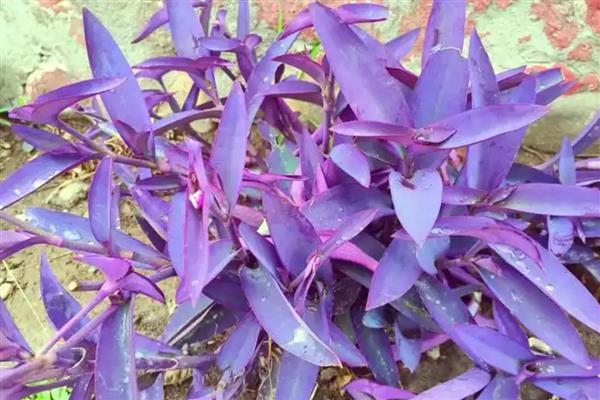 紫竹梅不能在家养殖的原因，家里的光线条件无法满足生长要求