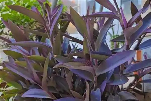 紫竹梅不能在家养殖的原因，家里的光线条件无法满足生长要求