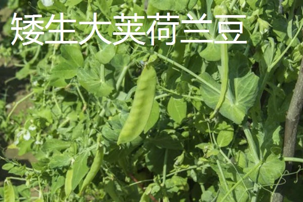 荷兰豆的品种介绍,常见的有矮生大荚荷兰豆、小青荚等