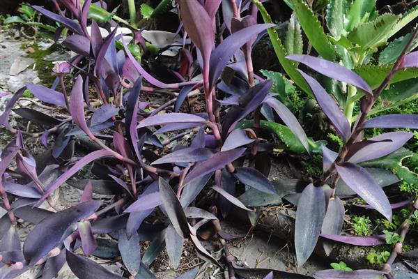 紫竹梅不能在家养殖的原因，家里的光线条件无法满足生长要求