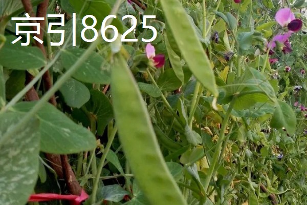 荷兰豆的品种介绍,常见的有矮生大荚荷兰豆、小青荚等