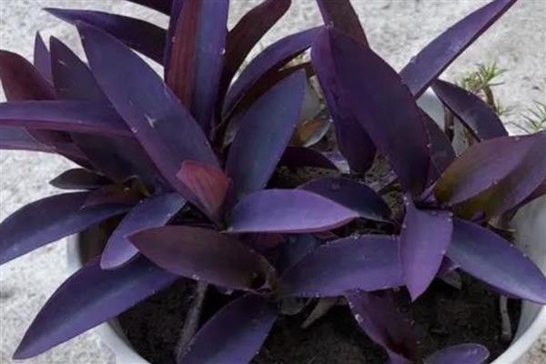 紫竹梅不能在家养殖的原因，家里的光线条件无法满足生长要求