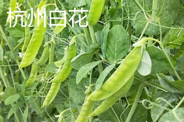 荷兰豆的品种介绍,常见的有矮生大荚荷兰豆、小青荚等