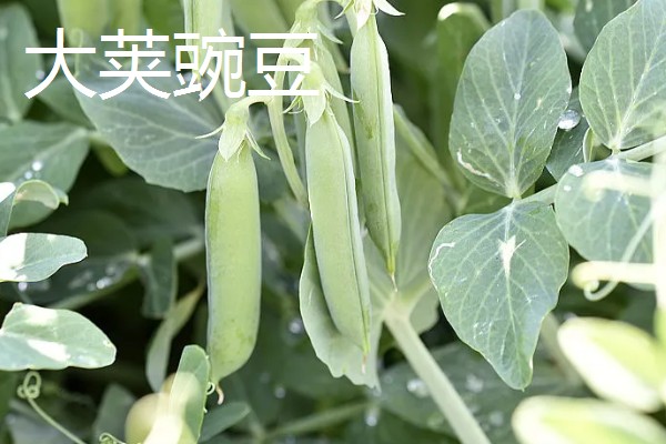 荷兰豆的品种介绍,常见的有矮生大荚荷兰豆、小青荚等
