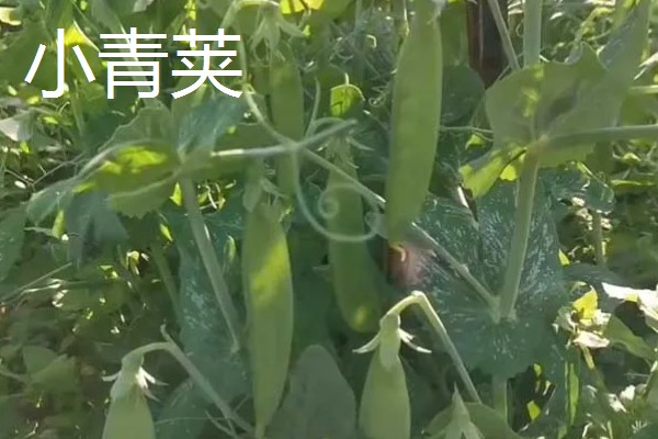 荷兰豆的品种介绍,常见的有矮生大荚荷兰豆、小青荚等