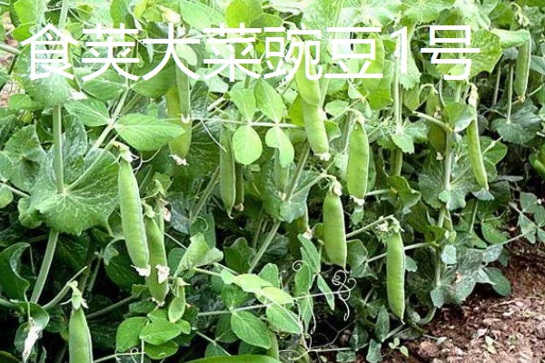 荷兰豆的品种介绍,常见的有矮生大荚荷兰豆、小青荚等