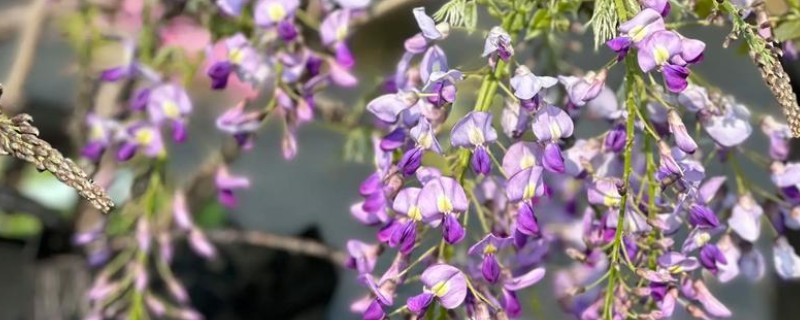 紫藤怎样过冬，傍晚需控制温度