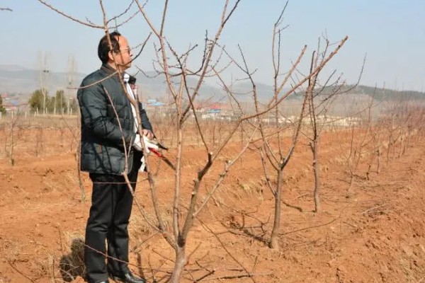 杏树如何修剪，幼树主要培养树体骨架