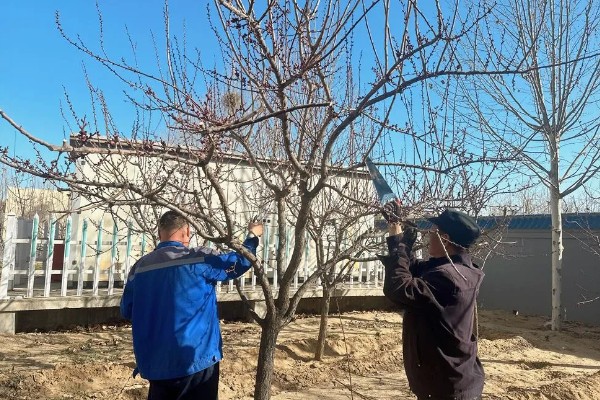 杏树如何修剪，幼树主要培养树体骨架