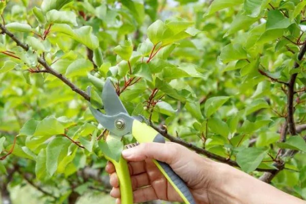 杏树如何修剪，幼树主要培养树体骨架