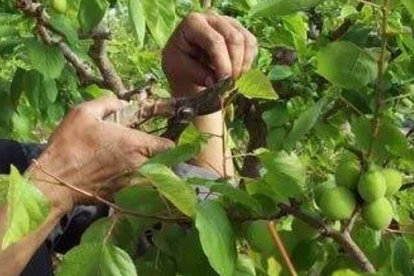 杏树如何修剪，幼树主要培养树体骨架