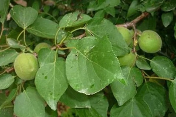 杏树如何修剪，幼树主要培养树体骨架