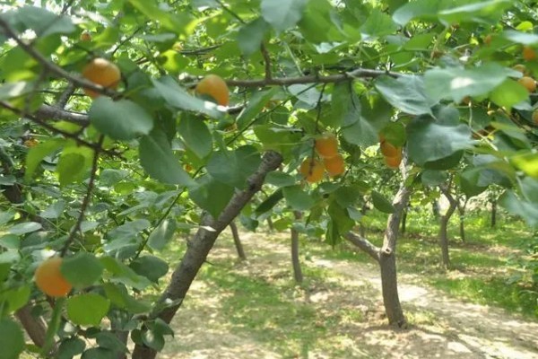 杏树如何修剪，幼树主要培养树体骨架