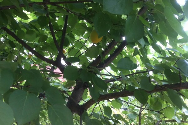 杏树如何修剪，幼树主要培养树体骨架