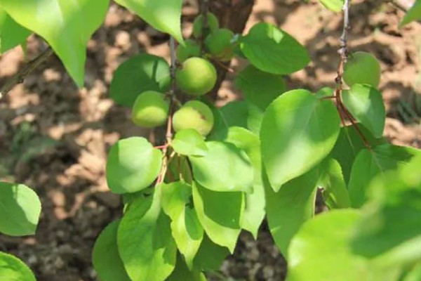 杏树如何修剪，幼树主要培养树体骨架