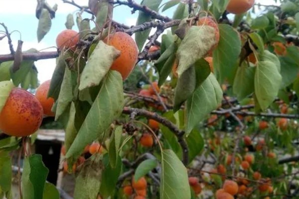 杏树如何修剪，幼树主要培养树体骨架