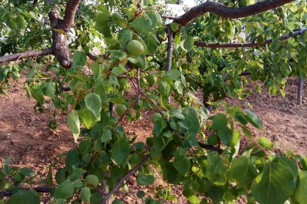 杏树如何修剪，幼树主要培养树体骨架