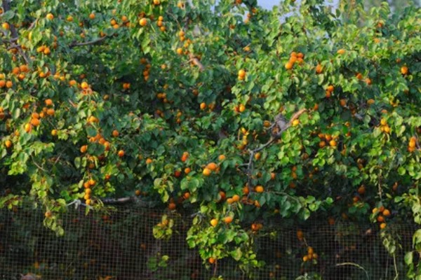 杏树如何修剪，幼树主要培养树体骨架