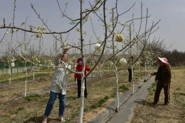 杏树如何修剪，幼树主要培养树体骨架