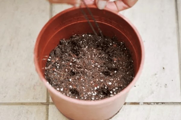 多肉种子如何种植，可以在春季和秋季进行播种