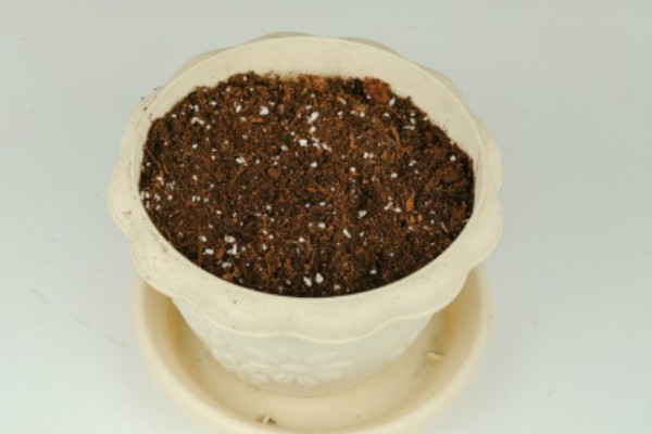 多肉种子如何种植，可以在春季和秋季进行播种