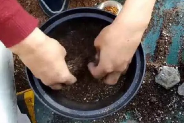 多肉种子如何种植，可以在春季和秋季进行播种