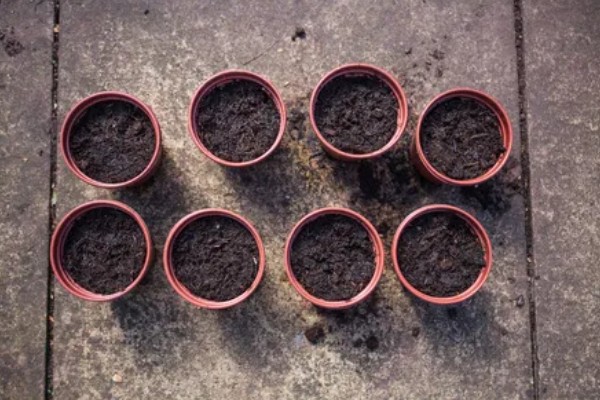 多肉种子如何种植，可以在春季和秋季进行播种