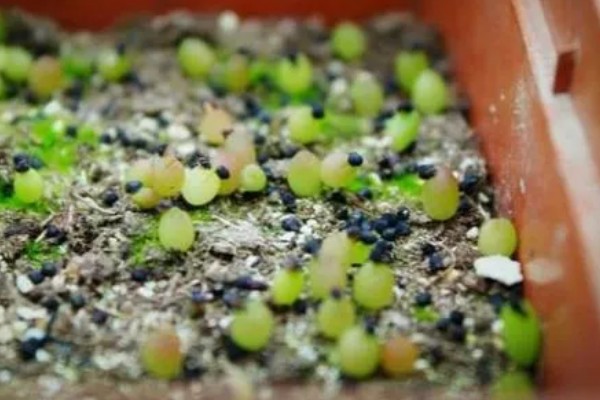 多肉种子如何种植，可以在春季和秋季进行播种