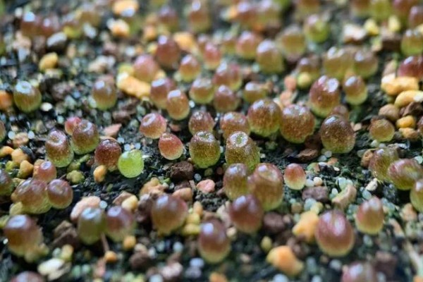 多肉种子如何种植，可以在春季和秋季进行播种