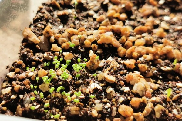 多肉种子如何种植，可以在春季和秋季进行播种