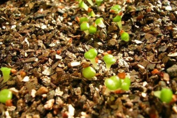 多肉种子如何种植，可以在春季和秋季进行播种