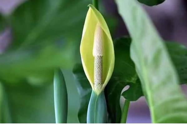 滴水观音开花的寓意，寓意福运满满、平安幸福等