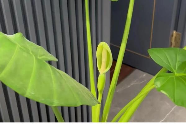 滴水观音开花的寓意，寓意福运满满、平安幸福等