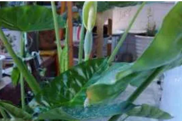 滴水观音开花的寓意，寓意福运满满、平安幸福等