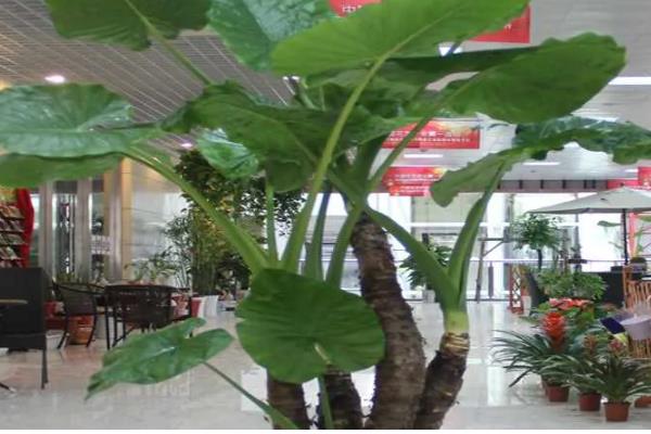 滴水观音开花的寓意，寓意福运满满、平安幸福等