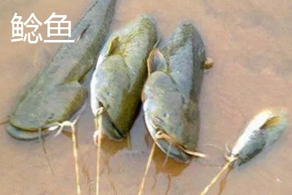 5号千又钩搭配几号子线,适合与4.0号子线、5.0号主线一起使用